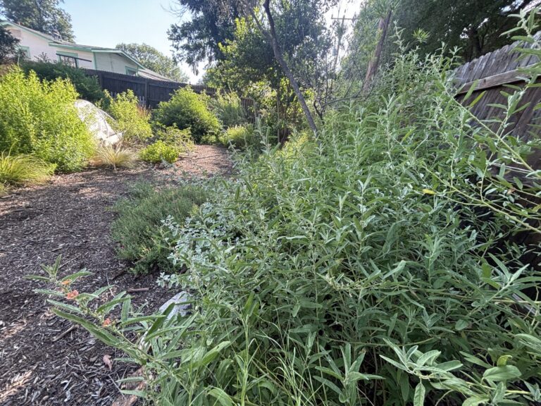 Narrowleaf globemallow planted on fenceline
