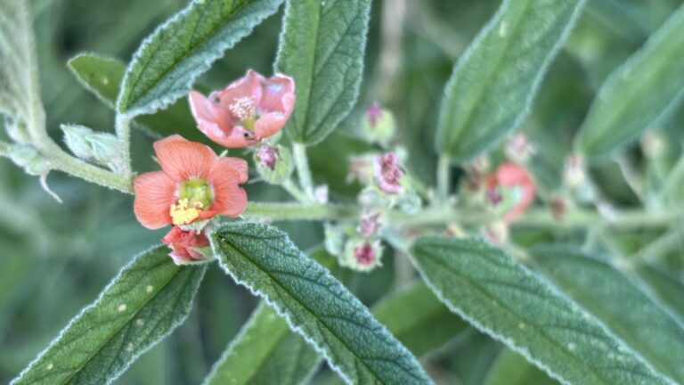 Narrowleaf globemallow 1920x1080 REVERSED