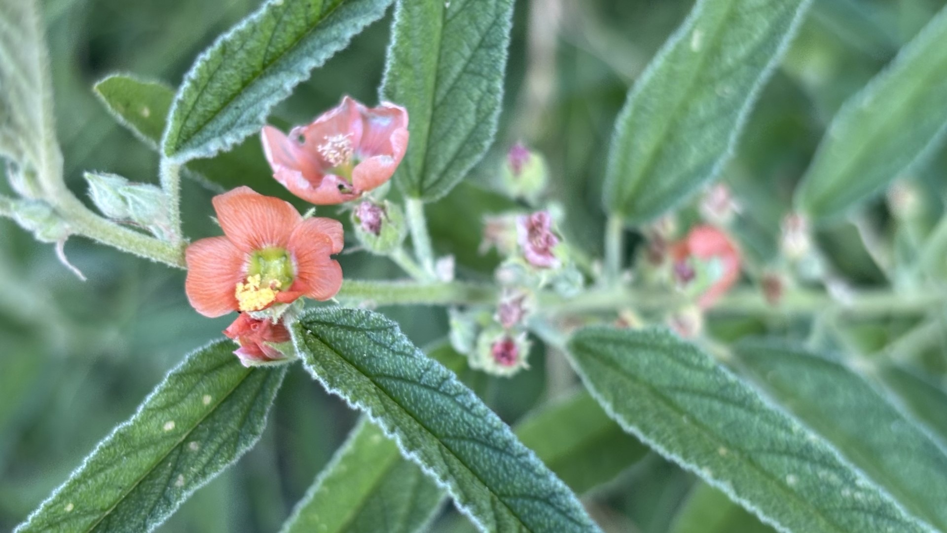 Narrowleaf globemallow 1920x1080 REVERSED