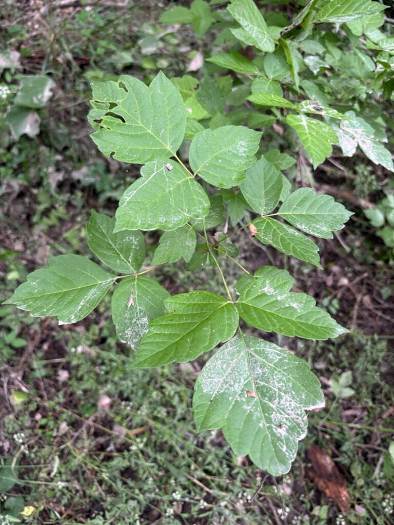 Poison ivy leaves of three.