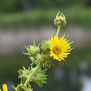 Compass Plant by John Cebula