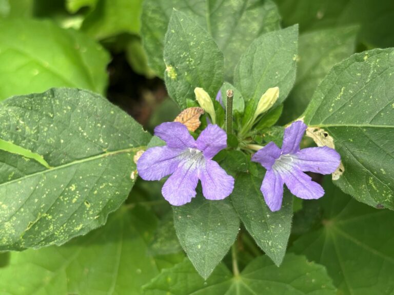 Drummond ruellia 2