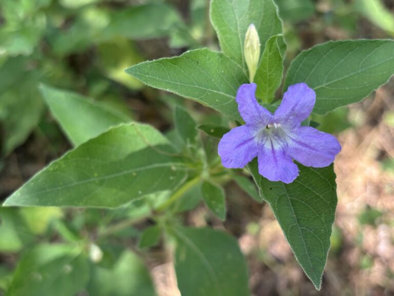Drummond's ruellia flower and leaf