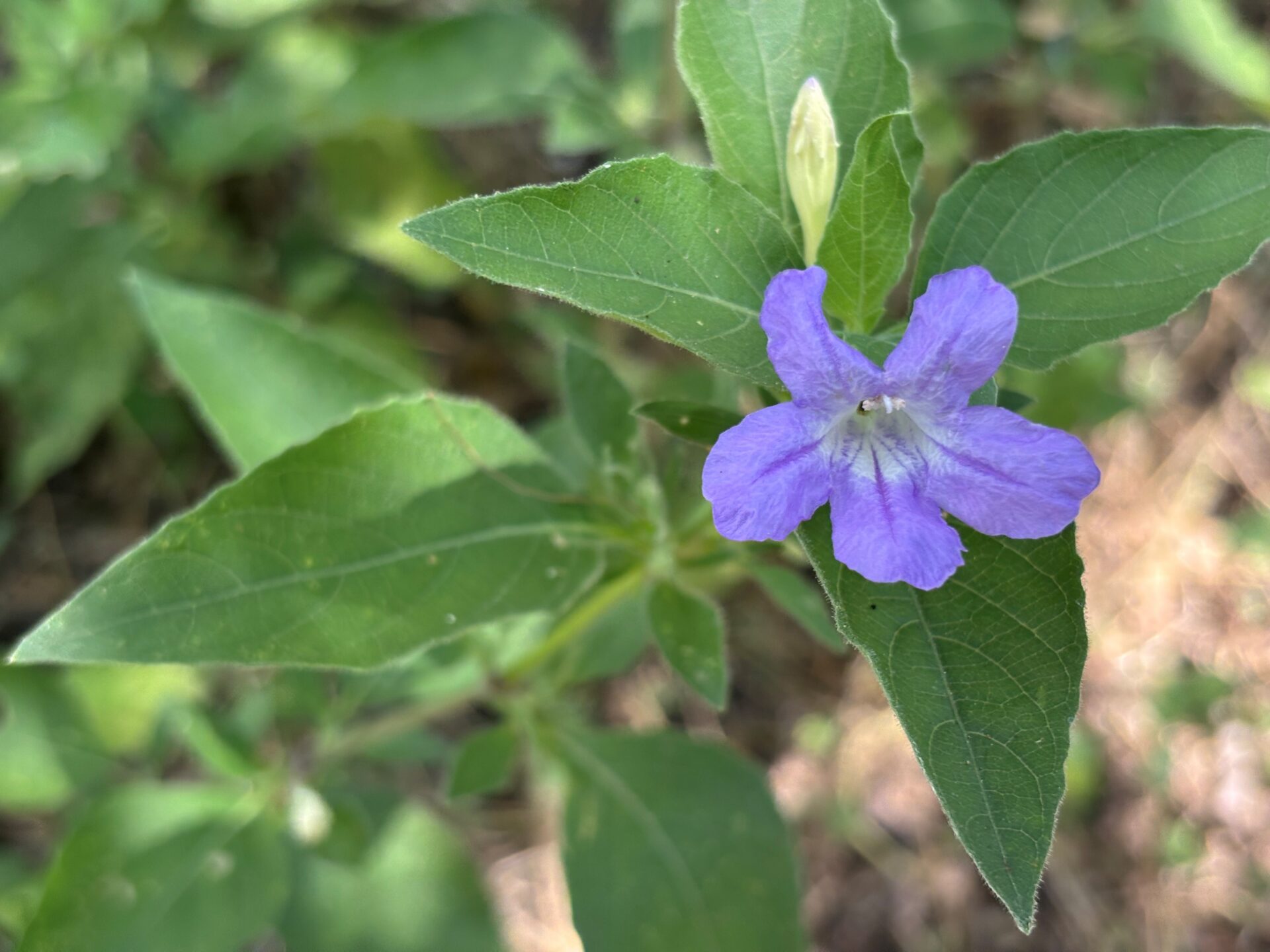 Drummond's ruellia flower and leaf
