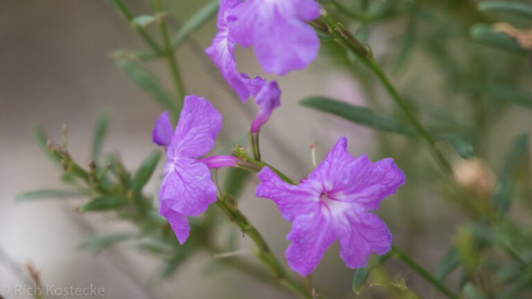 Flaxleaf bouchea bloom