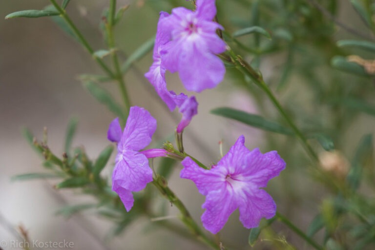 Flaxleaf bouchea flower