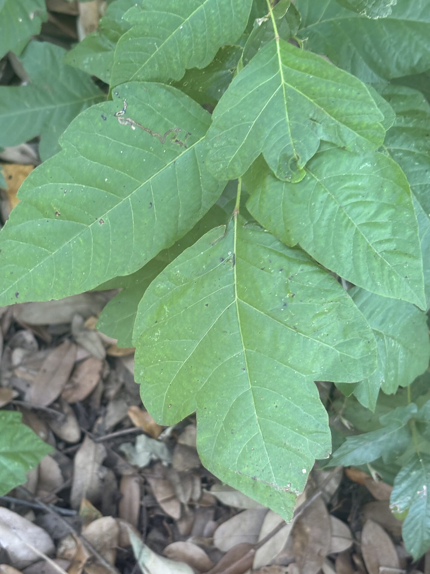 Poison ivy
