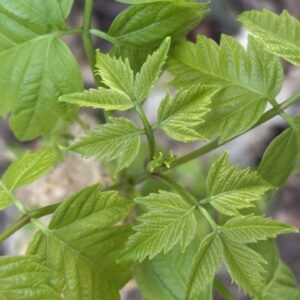 Box elder leaves in good condition