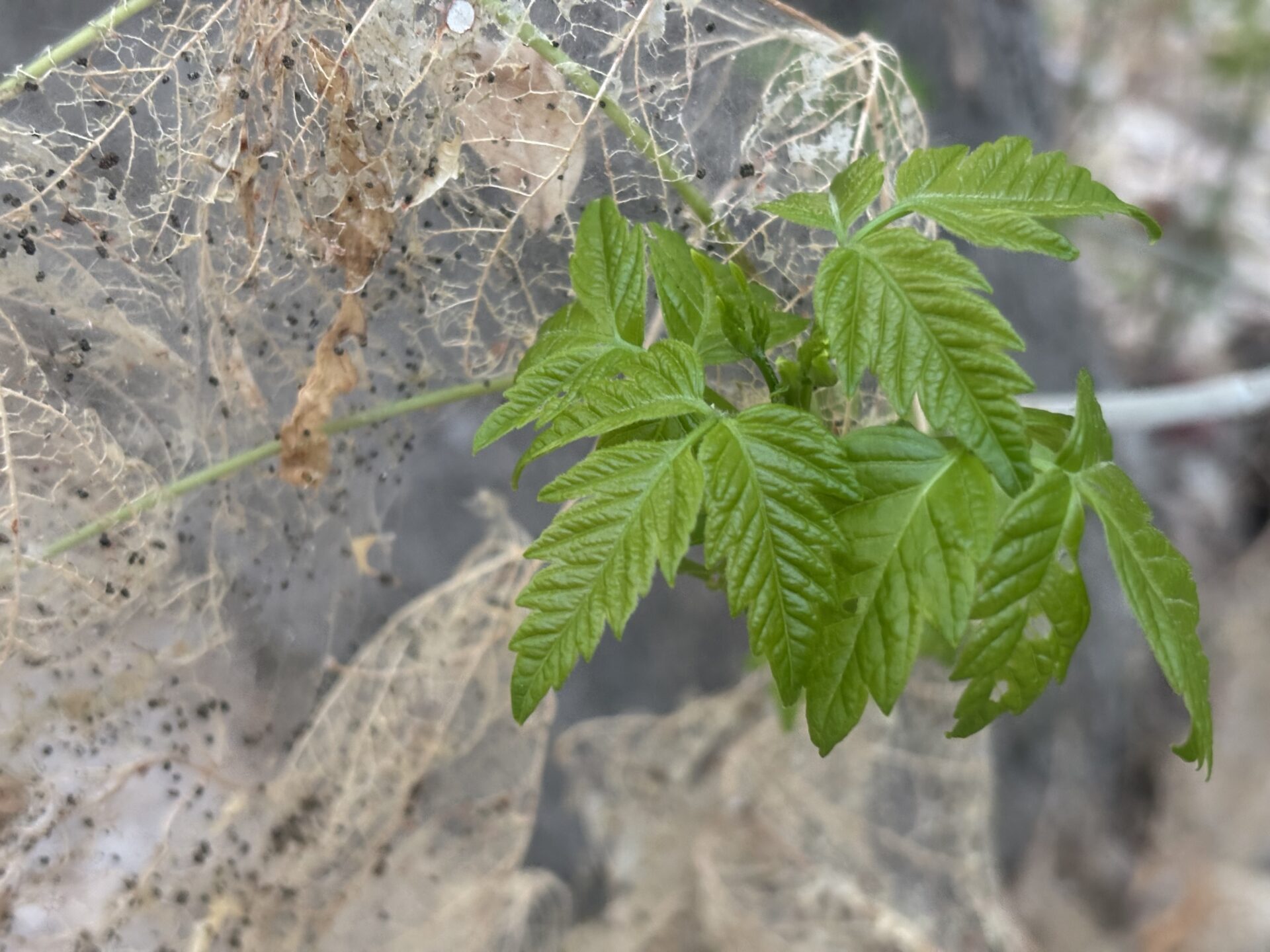 Webworms on box elder leaves