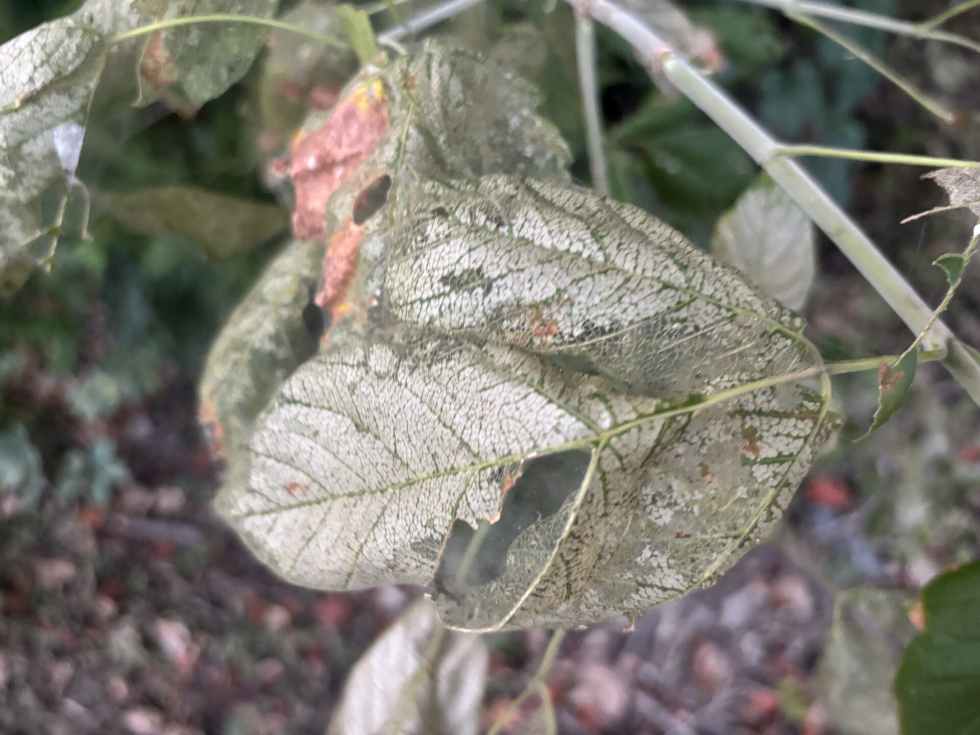 Insect damage on box elder leaves