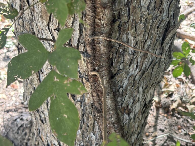 Poison ivy showing vine with aerial rootlets.