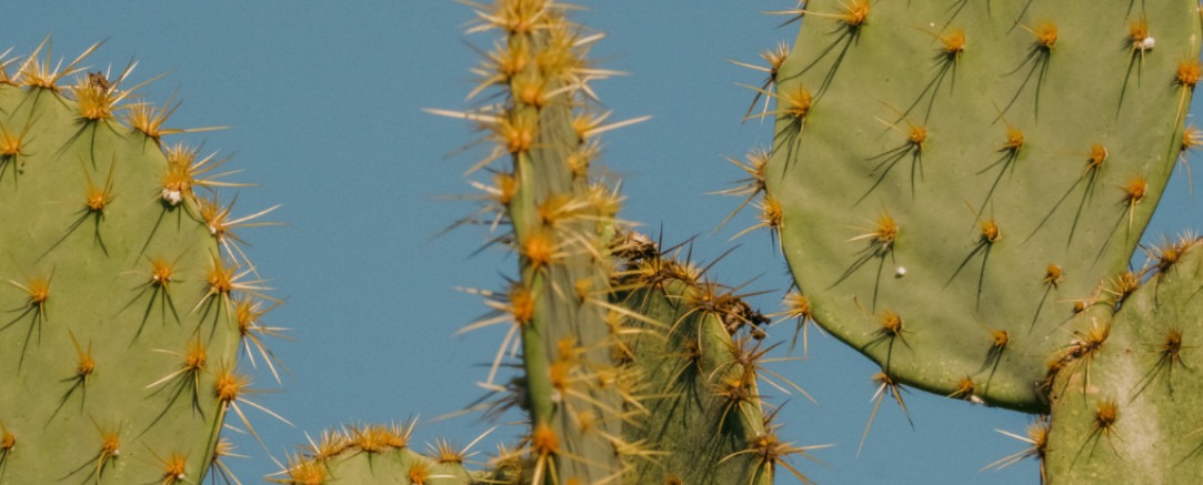 Photo of cactus