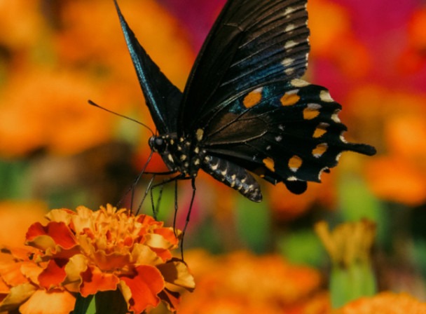 Photo of a butterfly on a flower
