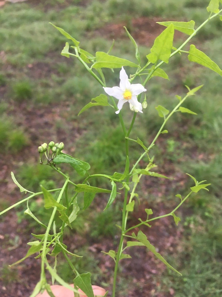 Texas Nighsthade Solanum triquetum