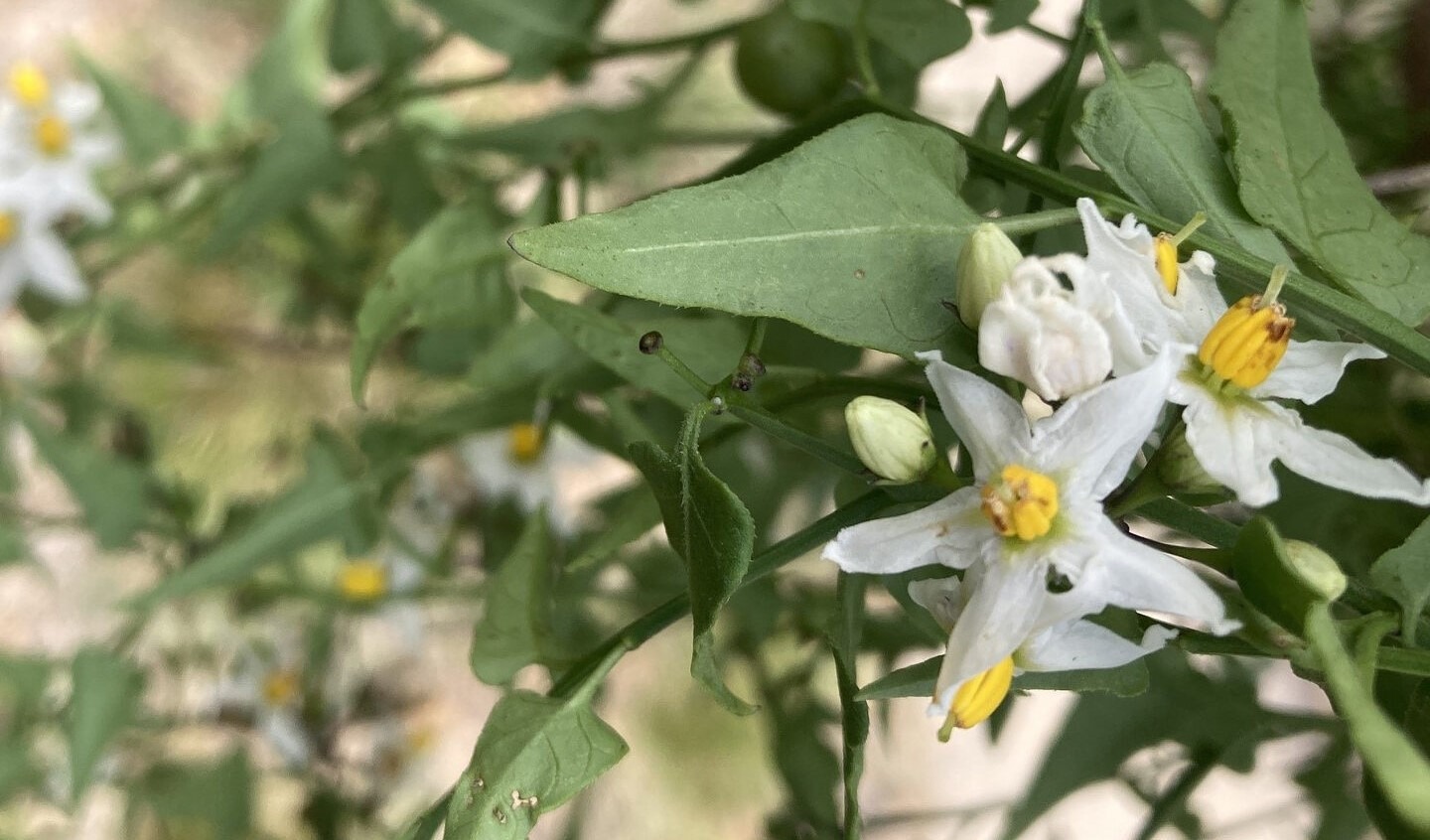 Texas nightshade flowers