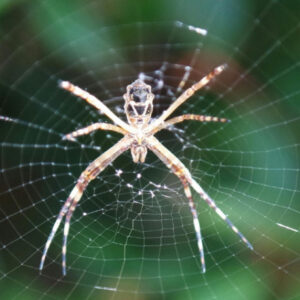 Event graphic for the San Antonio Botanical Garden's Making Space for Spiders class