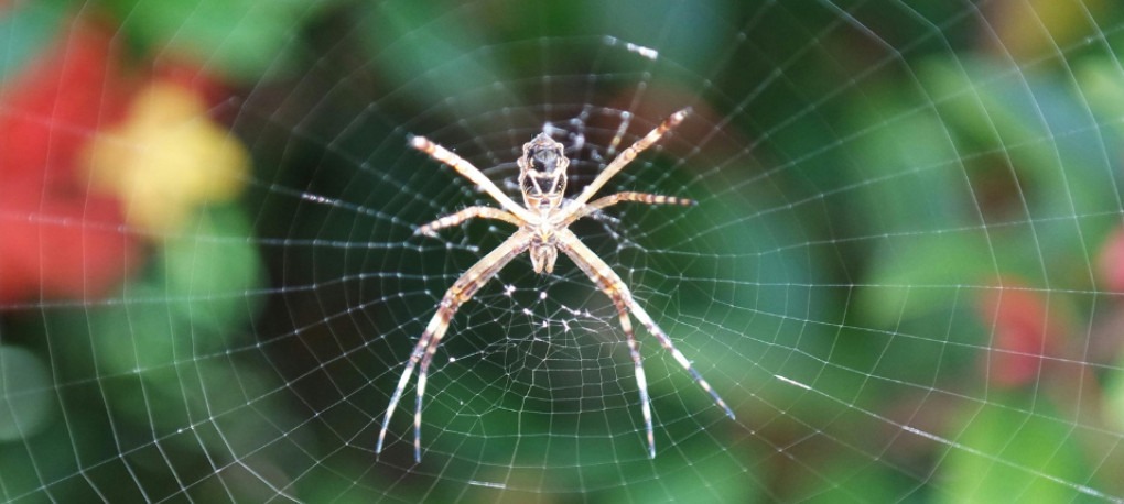 Event graphic for the San Antonio Botanical Garden's Making Space for Spiders class